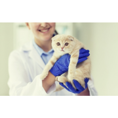 母細胞.png 母細胞.png